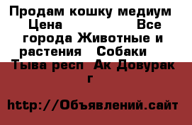 Продам кошку медиум › Цена ­ 6 000 000 - Все города Животные и растения » Собаки   . Тыва респ.,Ак-Довурак г.